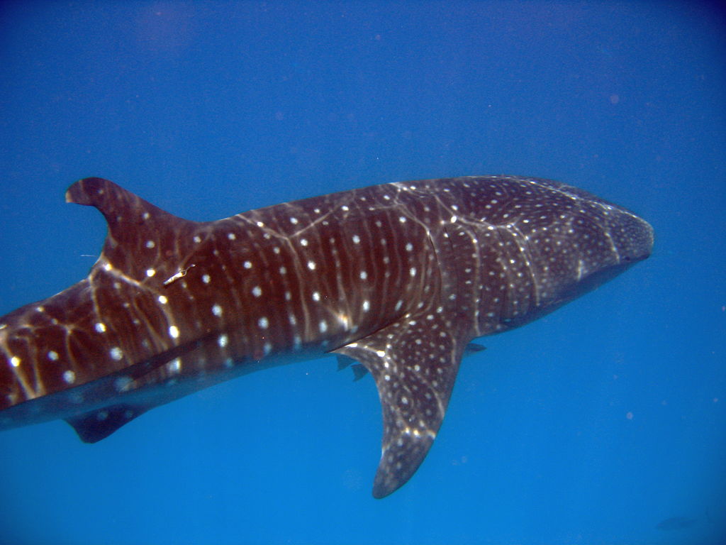 a202fd1c-d164-44ad-825c-a956be36753b