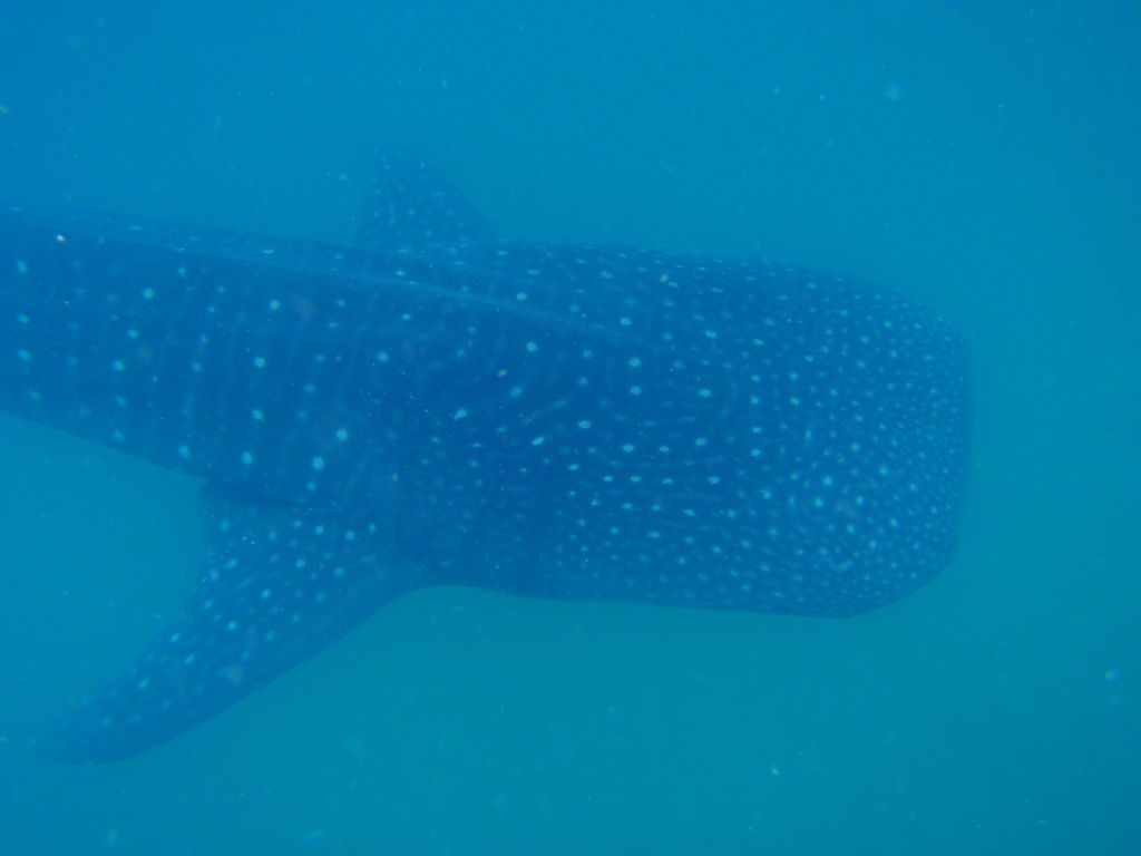 d3b171a5-75c6-4a42-82f4-113a84b6cc18