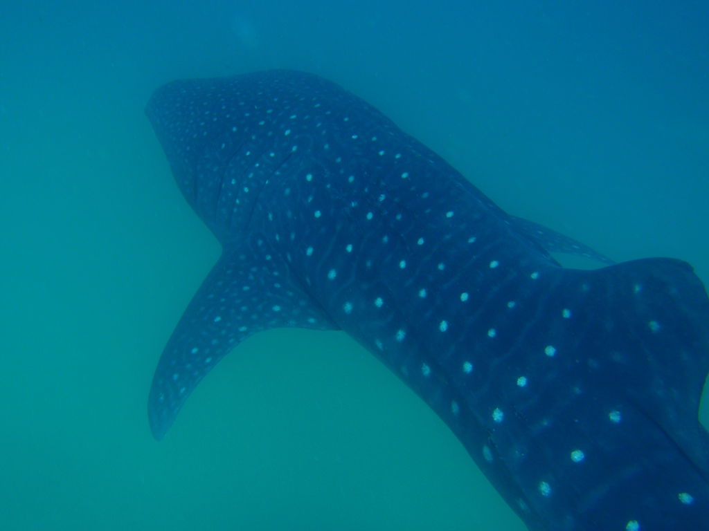 d3b171a5-75c6-4a42-82f4-113a84b6cc18