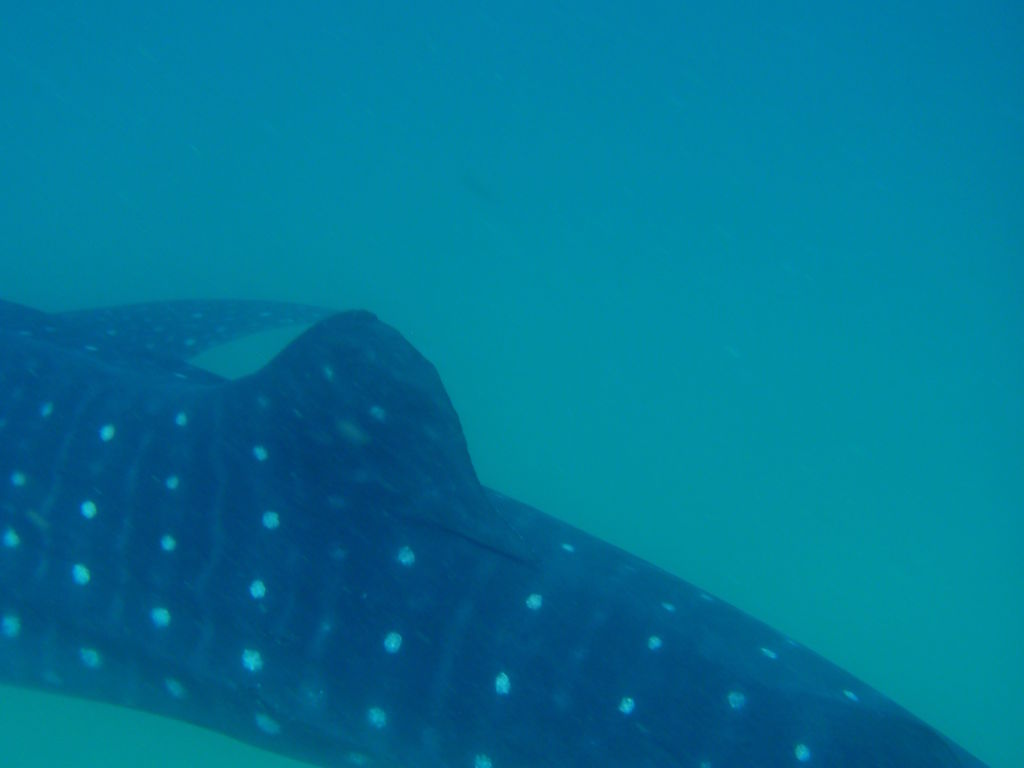 d3b171a5-75c6-4a42-82f4-113a84b6cc18