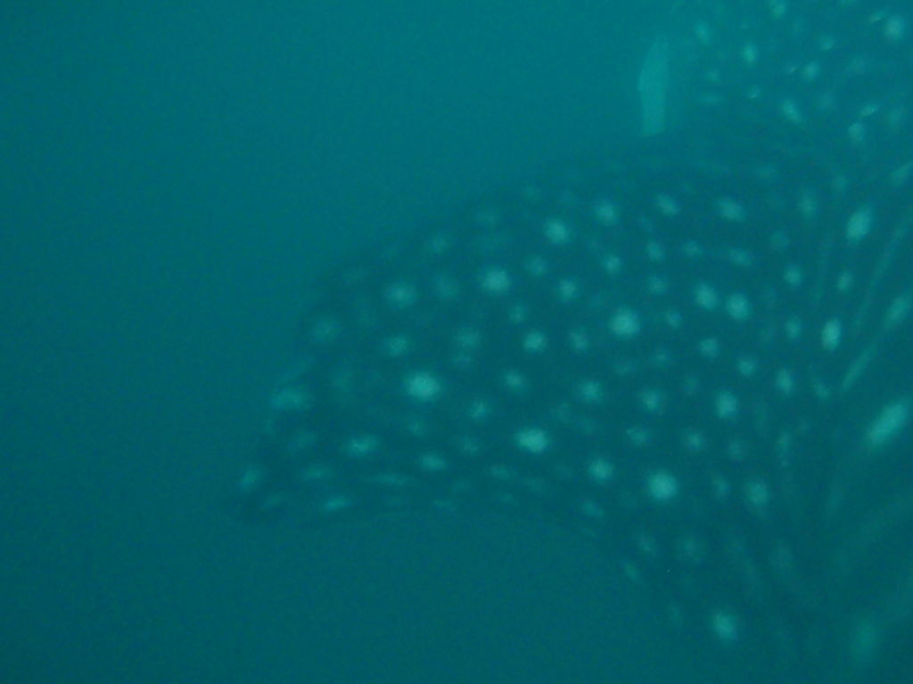 6383302e-812e-4dcd-9040-b3179120dc30