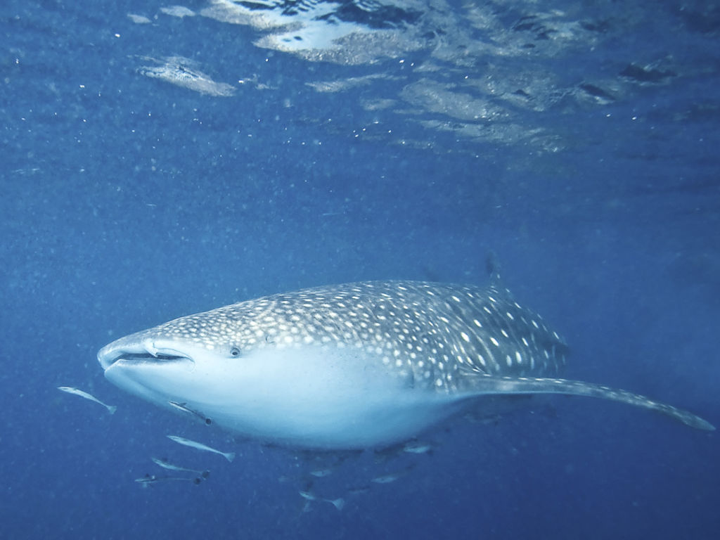 51a39cf1-3432-4479-98ed-9bb74cbf3d7f