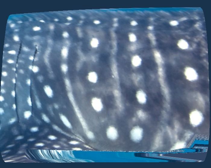 51a39cf1-3432-4479-98ed-9bb74cbf3d7f