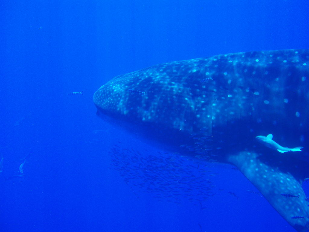 2147e8a8-8f29-4d8c-81c0-a56b83174a19