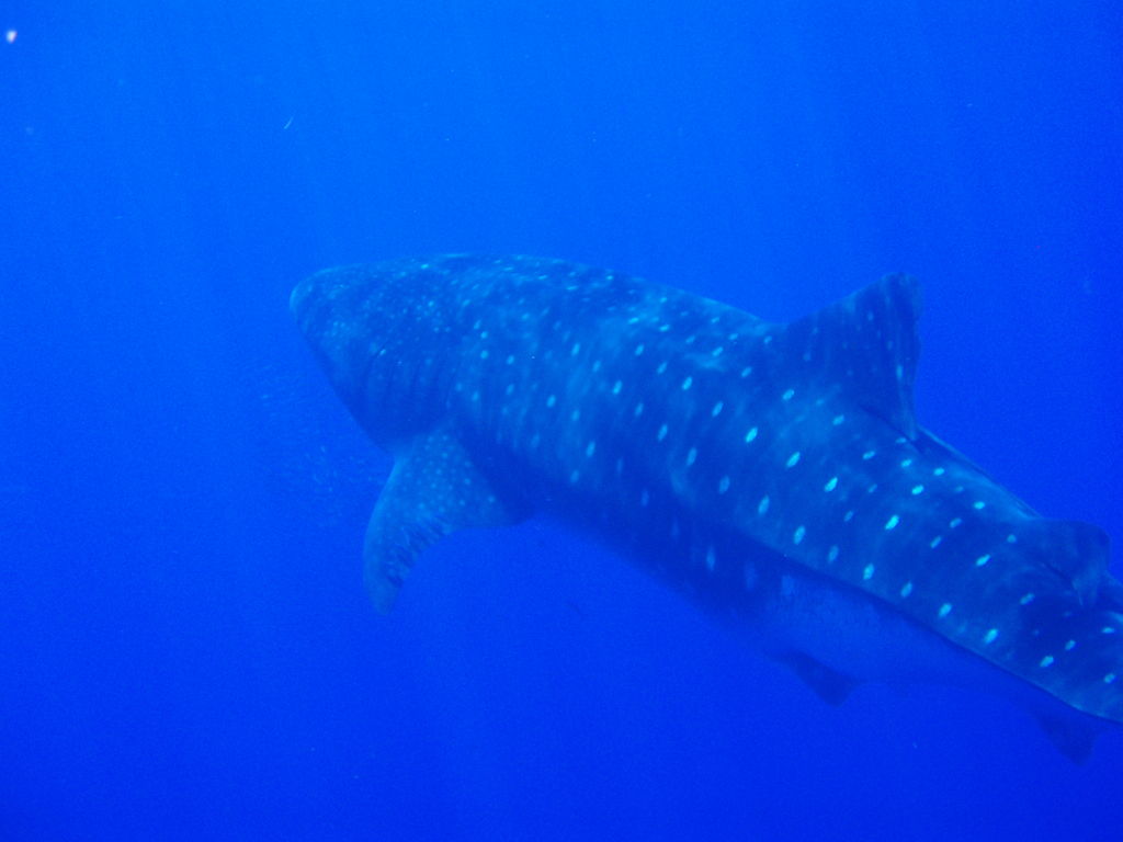 2147e8a8-8f29-4d8c-81c0-a56b83174a19