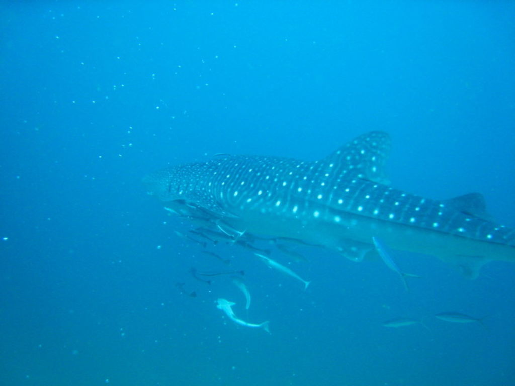 1094351c-3497-4007-a1b5-f1f0c662fab6