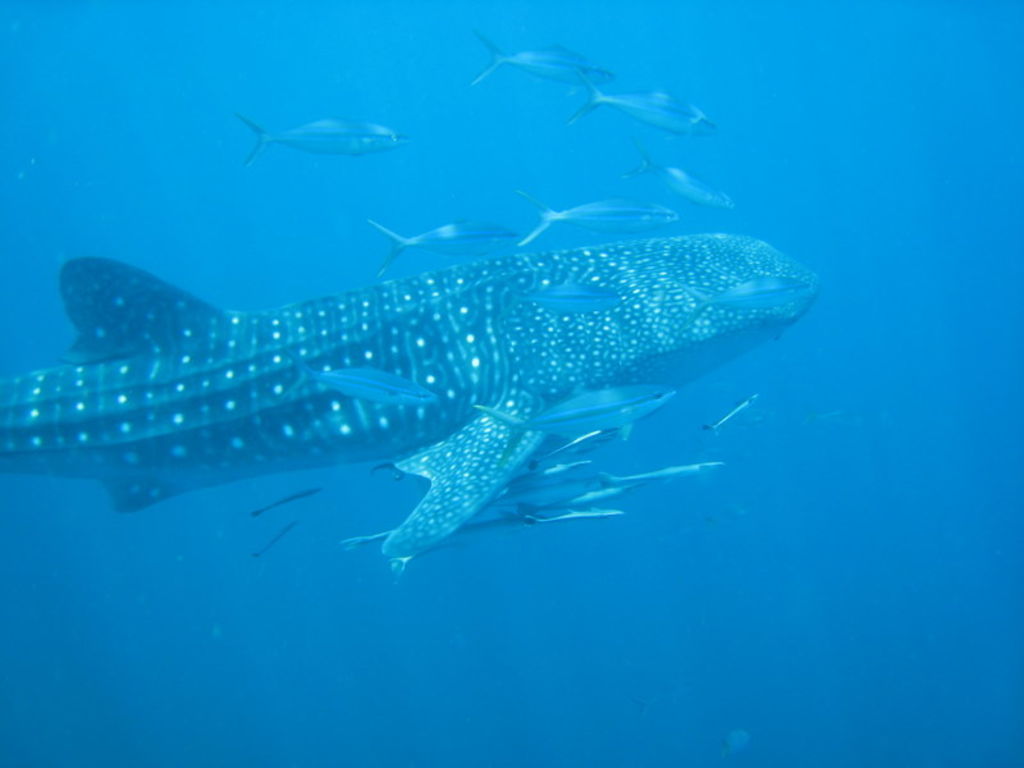 1094351c-3497-4007-a1b5-f1f0c662fab6