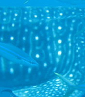 1094351c-3497-4007-a1b5-f1f0c662fab6