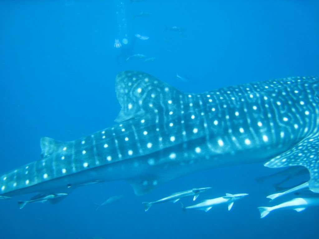 1094351c-3497-4007-a1b5-f1f0c662fab6