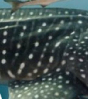 9b1fa665-eddb-4178-8388-ee61ac432b6a