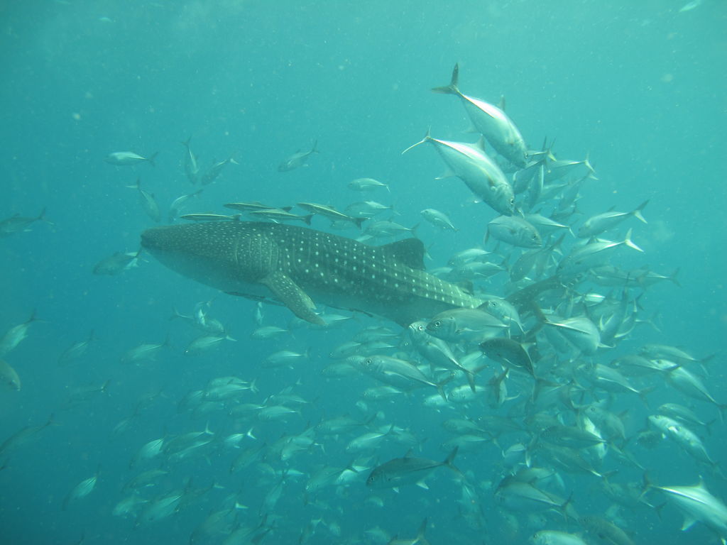 9e7c33ea-996e-4a82-bf9c-5ae0bdad865d