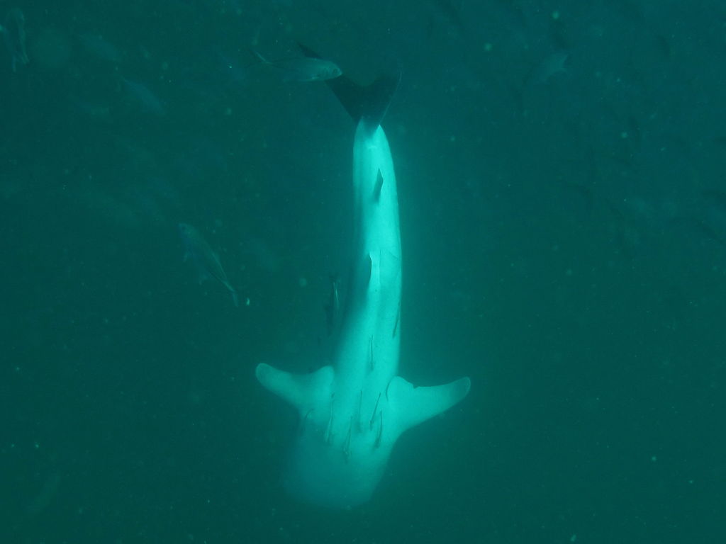 9e7c33ea-996e-4a82-bf9c-5ae0bdad865d