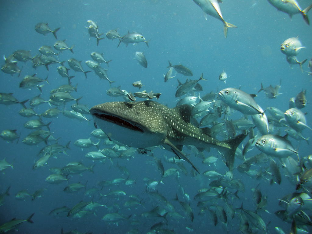 9e7c33ea-996e-4a82-bf9c-5ae0bdad865d