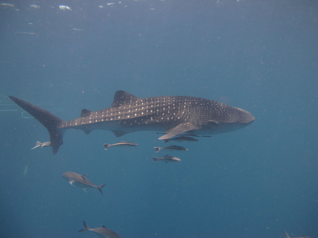 9e7c33ea-996e-4a82-bf9c-5ae0bdad865d