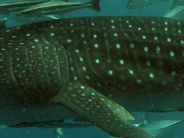 9e7c33ea-996e-4a82-bf9c-5ae0bdad865d