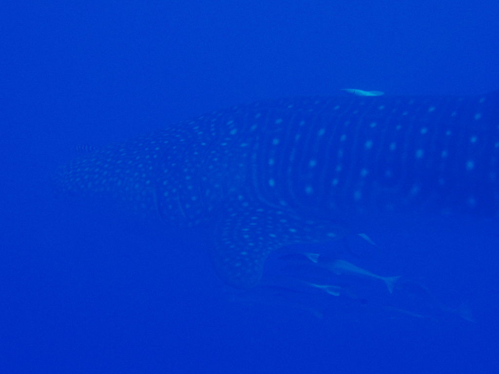 d42ef970-fc7f-48c8-a530-a2c6972b51d0