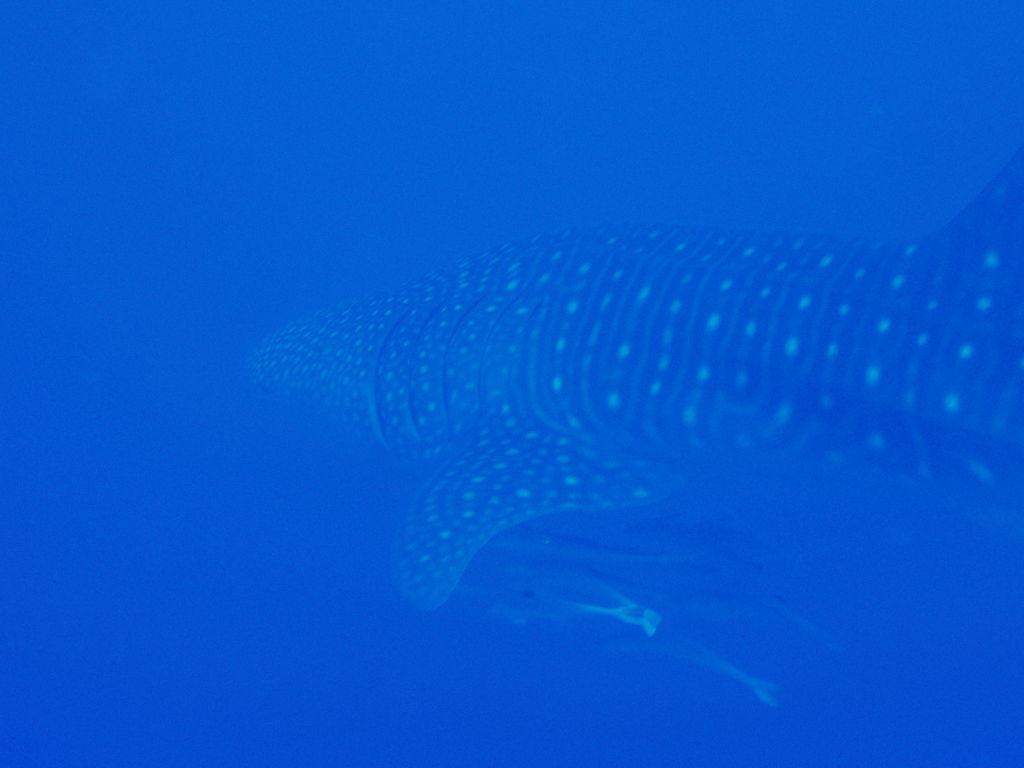 d42ef970-fc7f-48c8-a530-a2c6972b51d0