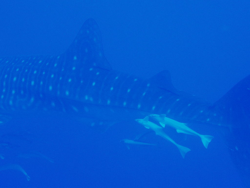 d42ef970-fc7f-48c8-a530-a2c6972b51d0