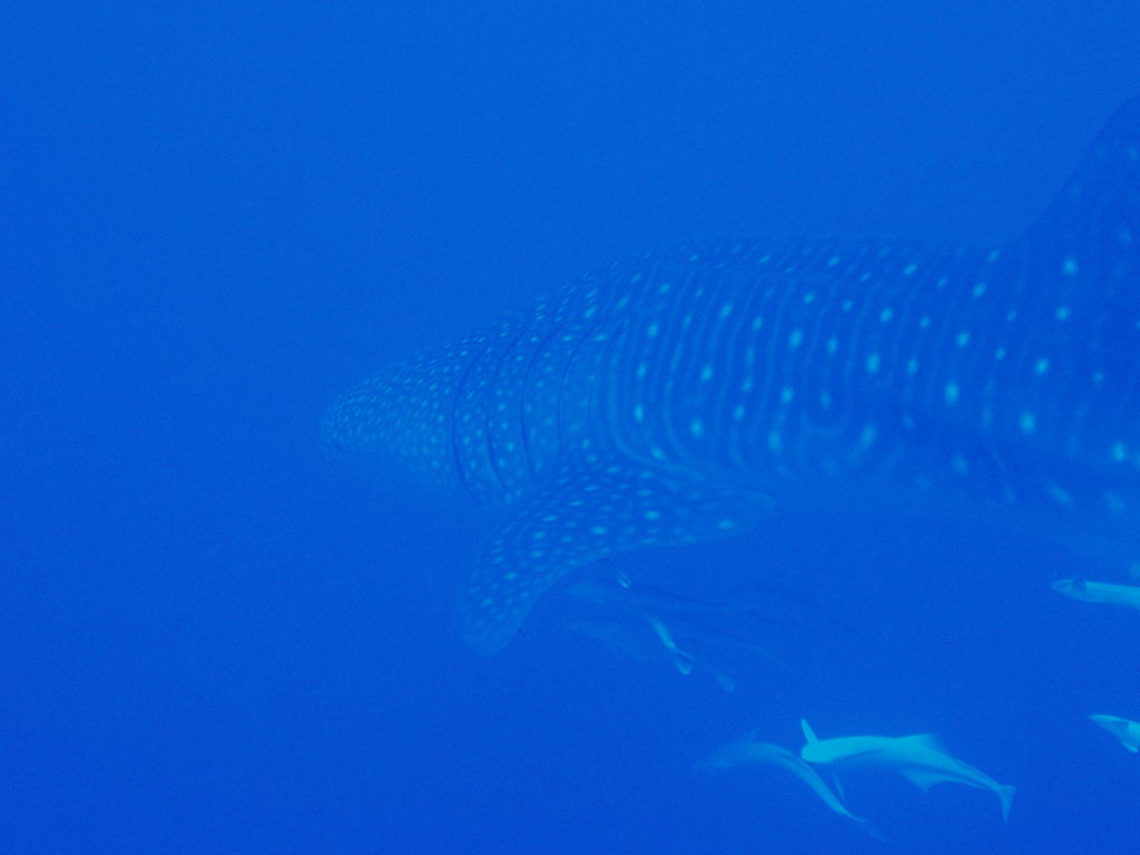 d42ef970-fc7f-48c8-a530-a2c6972b51d0