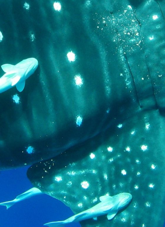 1f8d3231-2e3c-4e49-adfa-070c272ddc0b