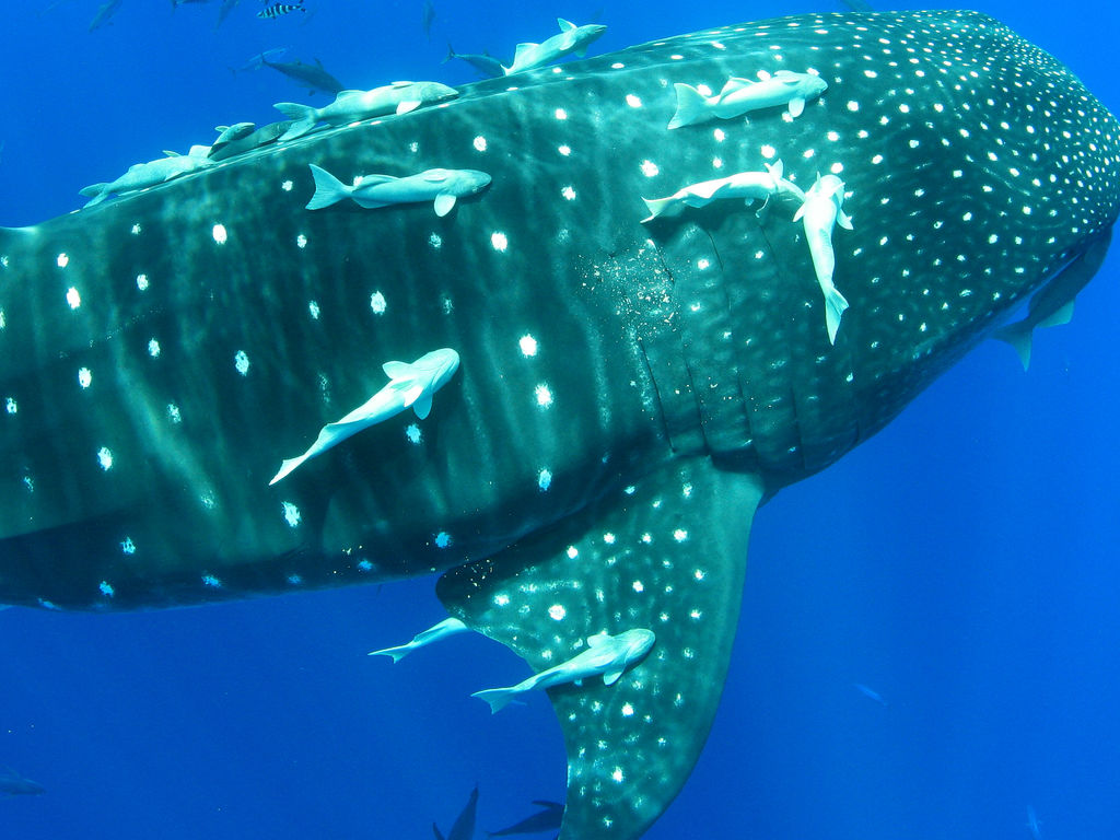 1f8d3231-2e3c-4e49-adfa-070c272ddc0b