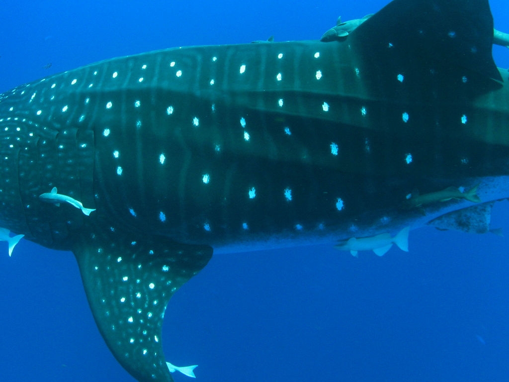 00a3f9b0-a9a1-4698-801b-2f777266633d