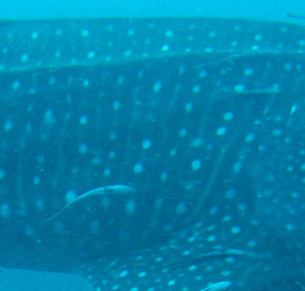 6b9dfd91-4f8d-4512-8100-2bb3752c20ec