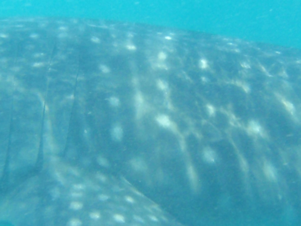 0ee5a255-8348-4dac-b270-79f2b487e511