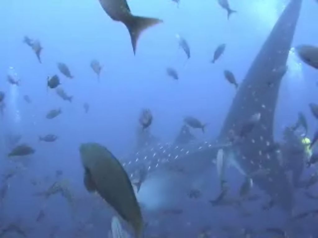 1cf022ac-18f2-459f-a7f4-d1398bdb6077