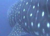 1cf022ac-18f2-459f-a7f4-d1398bdb6077