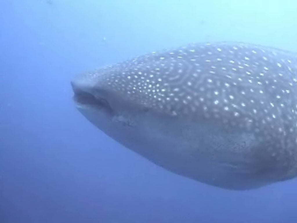 1cf022ac-18f2-459f-a7f4-d1398bdb6077