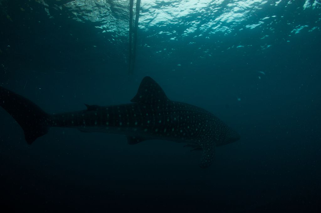 1727b9f9-cf7f-494e-b802-a0fd863c82cd