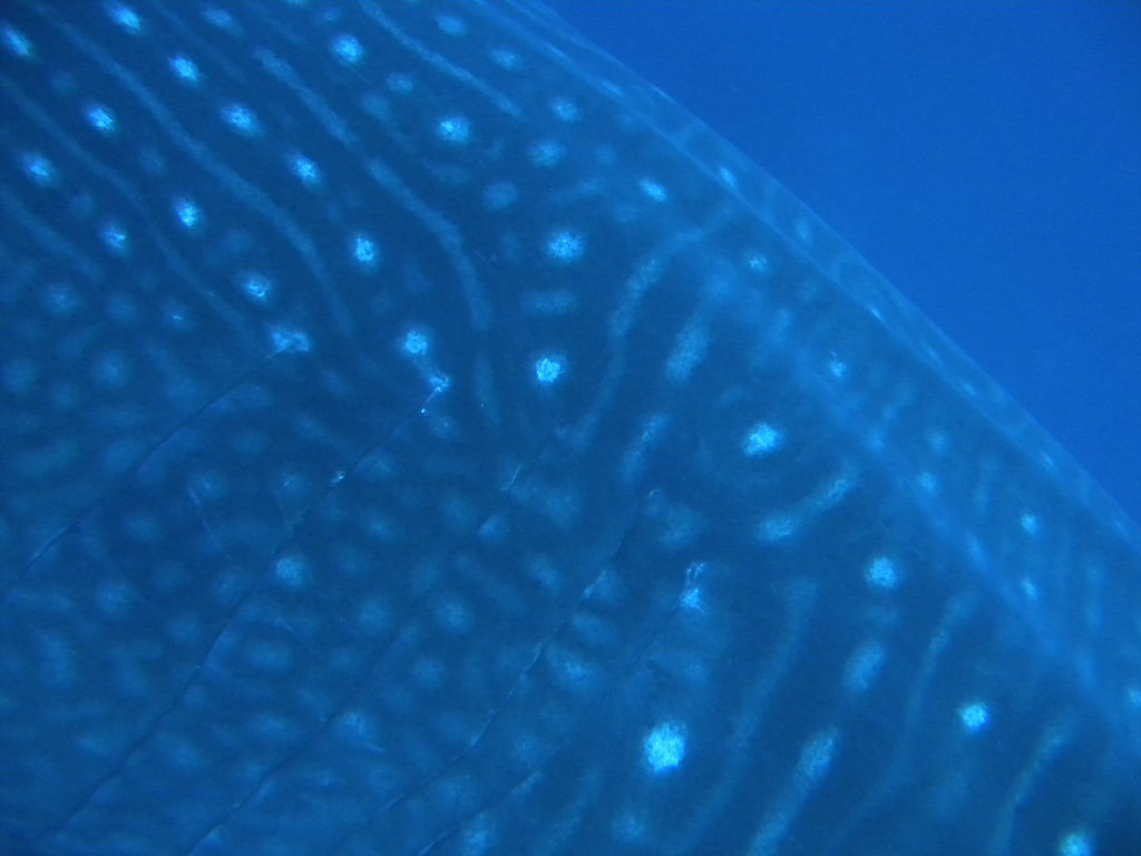 58c72e02-f1fd-4ea8-890c-3c35f0943a2a