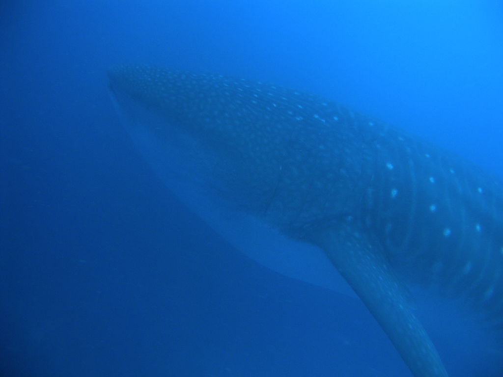 58c72e02-f1fd-4ea8-890c-3c35f0943a2a