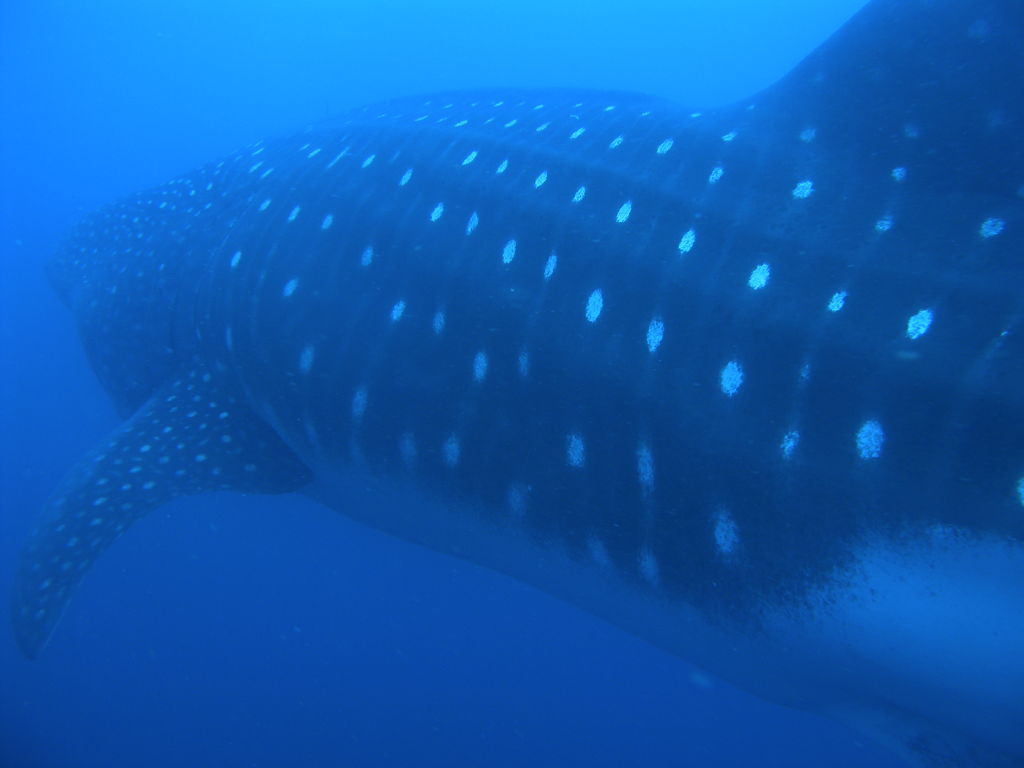 918d7b70-ed56-426e-a9e8-bcc02a4b9fd7