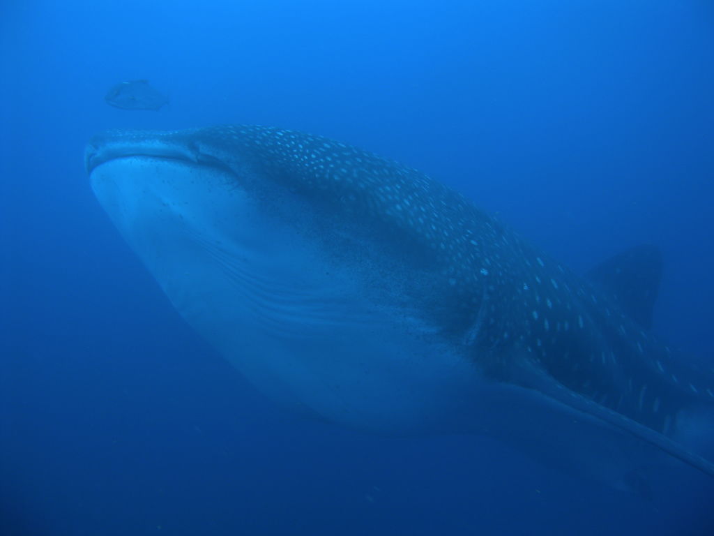 918d7b70-ed56-426e-a9e8-bcc02a4b9fd7