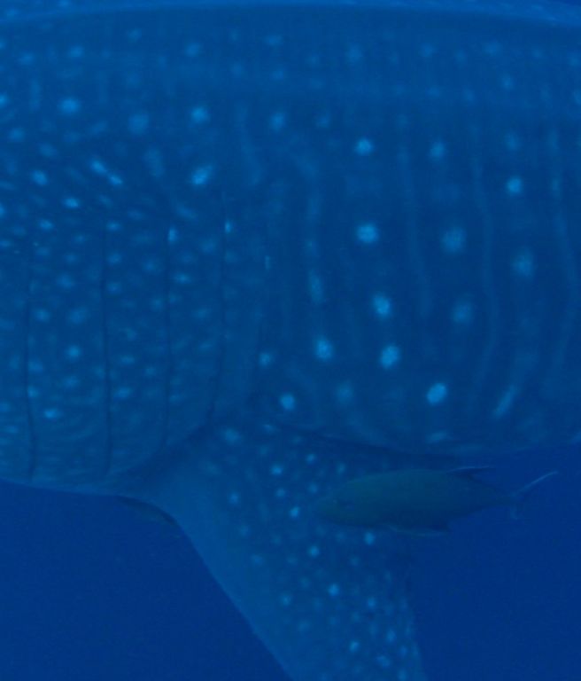 e9480363-0215-44cf-b35d-b3250e040d7f