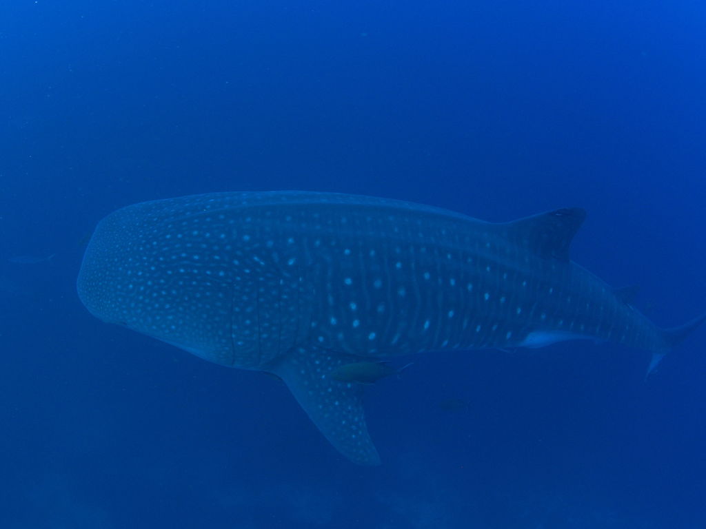 e9480363-0215-44cf-b35d-b3250e040d7f