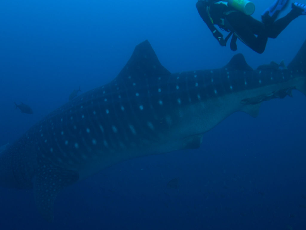 dc5dbd5f-97e8-48b1-8094-1d8c747b7d2a