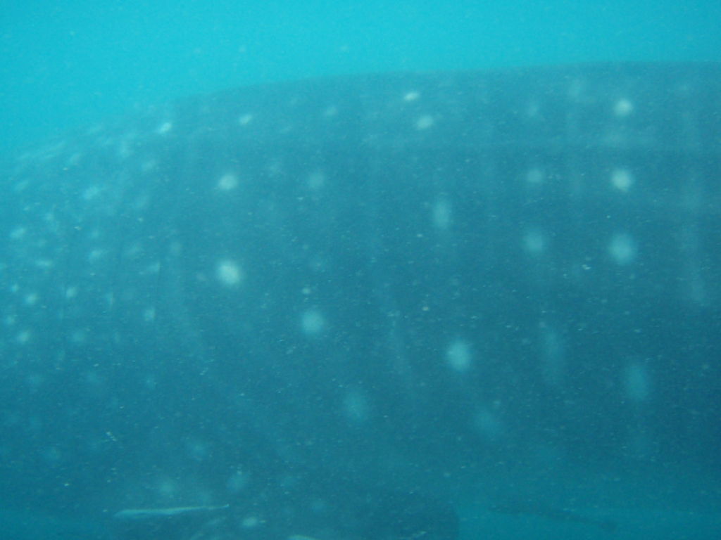 a8ebee05-9a51-461c-a870-156d3c570eaa