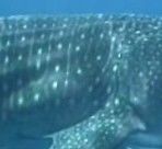 71691ec2-1bd6-4c98-98a0-410b0070f293