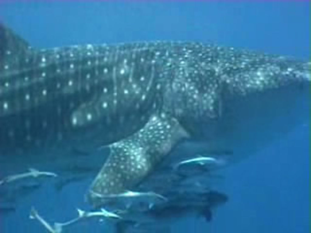 71691ec2-1bd6-4c98-98a0-410b0070f293