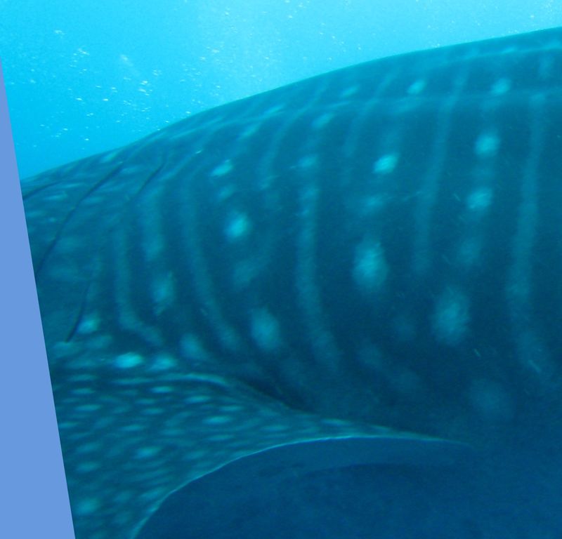 8c88385d-3f32-40ed-9285-2ebac818f44f