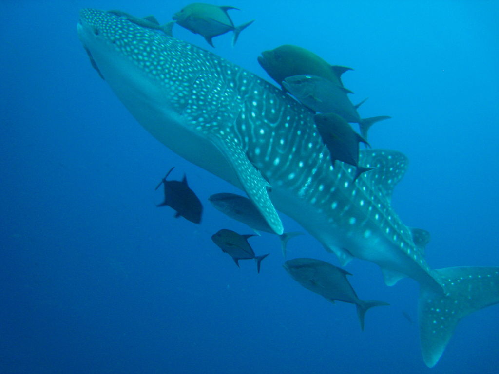 0474a6d3-0a8e-4b5d-9bb8-bd168ebea0b6