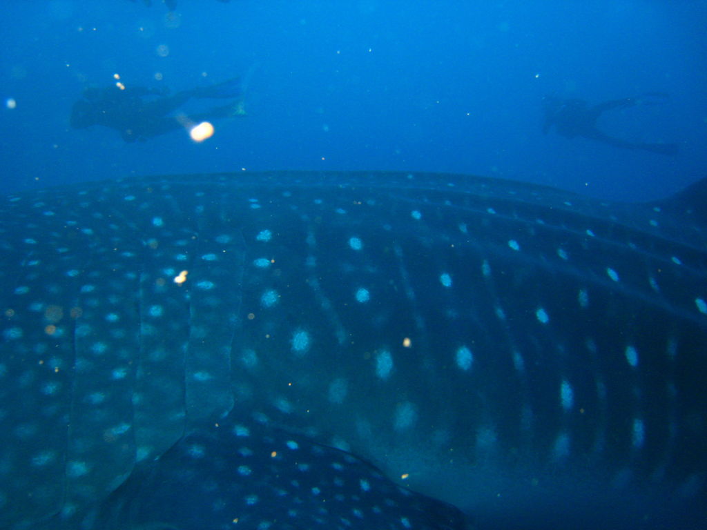 308809e9-b9e7-469b-8c5b-bfc68eb11fc2