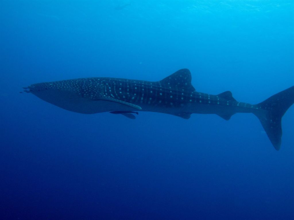 83dec638-d0e0-4332-af27-193b6c89a8c1