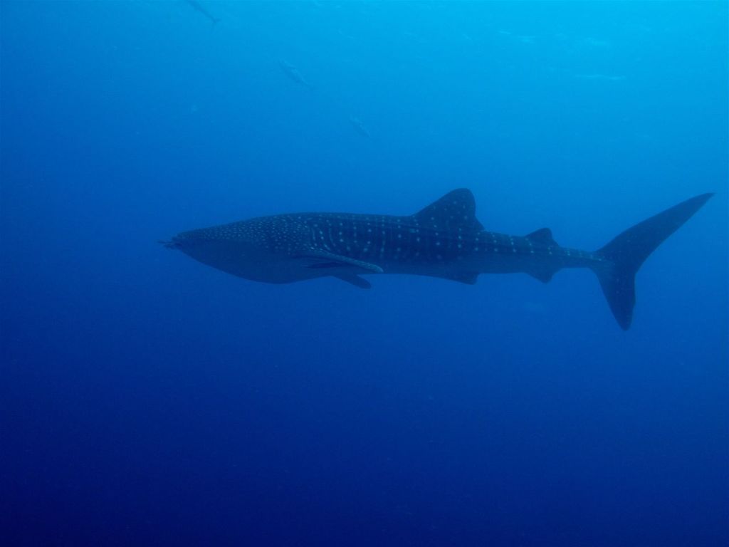 83dec638-d0e0-4332-af27-193b6c89a8c1