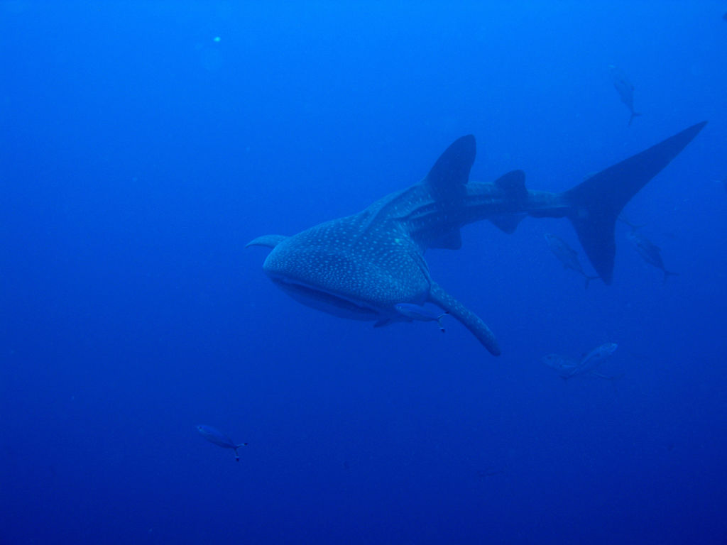 fbb77562-6385-47ed-a193-d4a73fa695fd