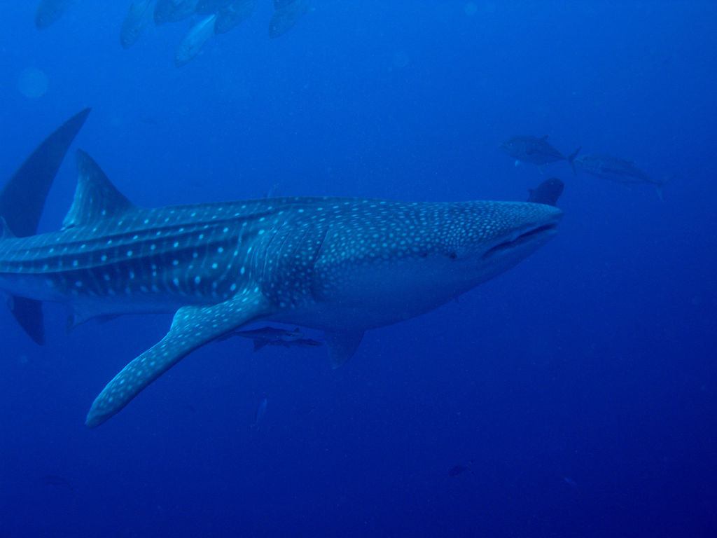 fbb77562-6385-47ed-a193-d4a73fa695fd