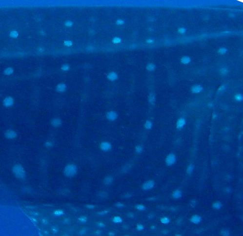 fbb77562-6385-47ed-a193-d4a73fa695fd